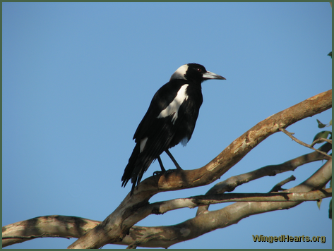 A magpie ponders